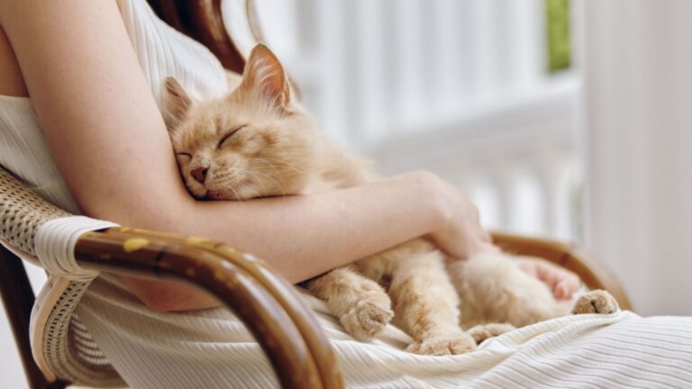 13 Simple Tips To Raise A Well-Behaved Cat