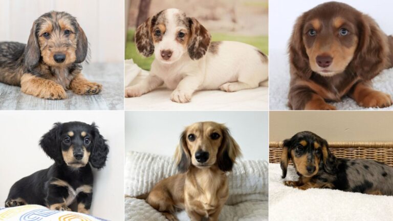 14 Dachshund Coat Variations From Common To Rare