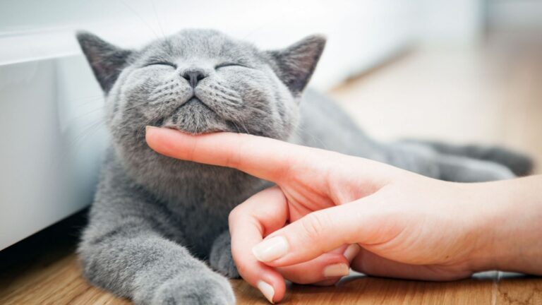 14 Must-Do Tips For A Happy And Healthy Cat