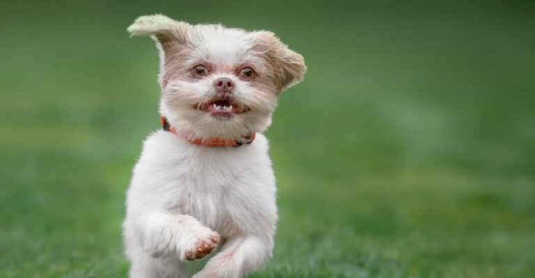15 Dog Breeds That Won’t Drain Your Wallet At The Vet