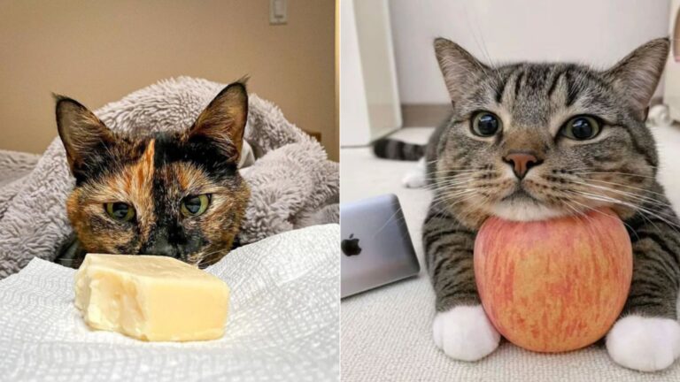 15 Healthy Foods Your Cat Can Safely Enjoy