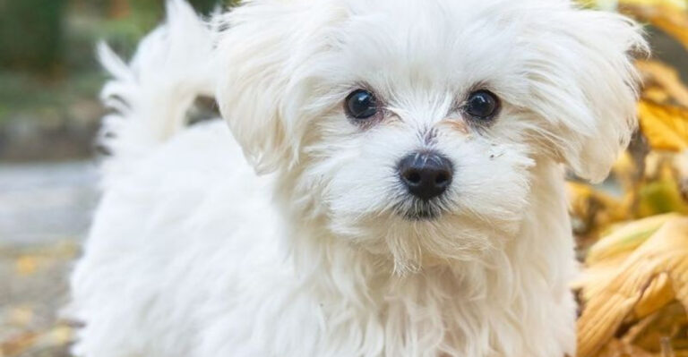 15 Small Dog Breeds That Won’t Leave Your Side No Matter What