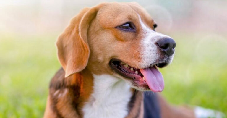 17 Dog Breeds That Will Claim Your Bed As Their Own