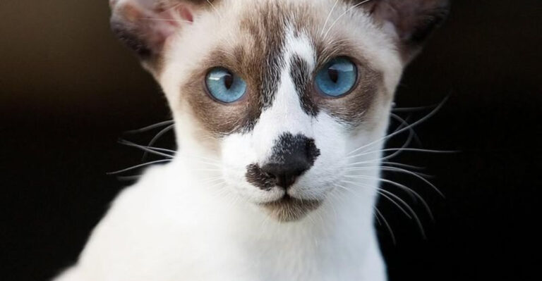 20 Adorable Cat Breeds That Stay Small And Cute Forever