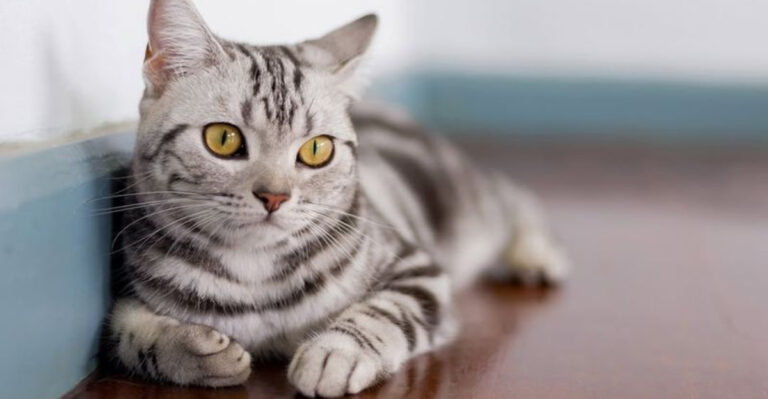 21 Cat Breeds That Act More Like Dogs Than Felines